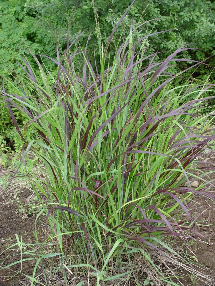 Panicum virgatum 'Shenandoah' - Switch Grass