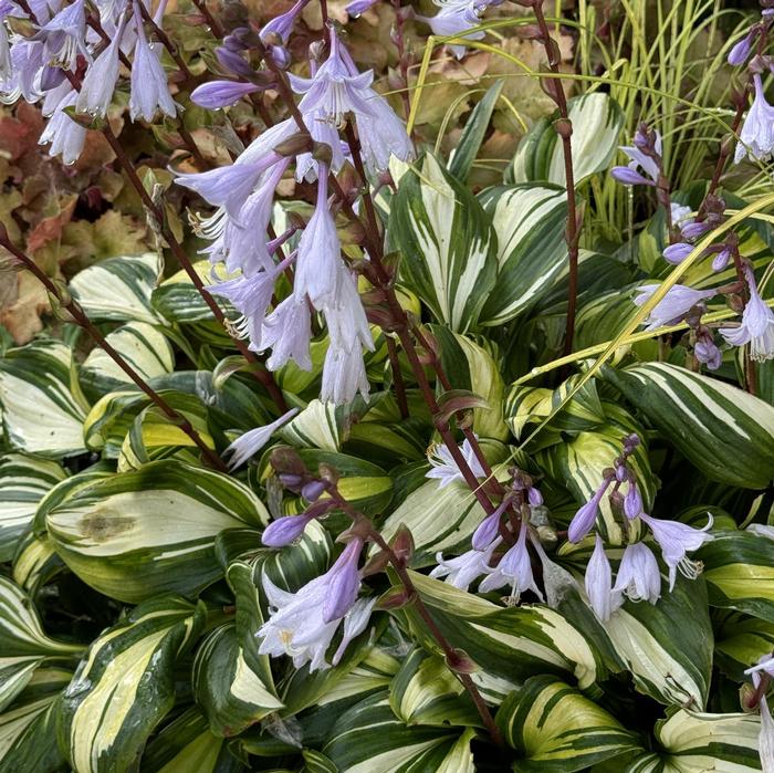 Hosta 'Rainbow's End' - Hosta or Plantain Lily