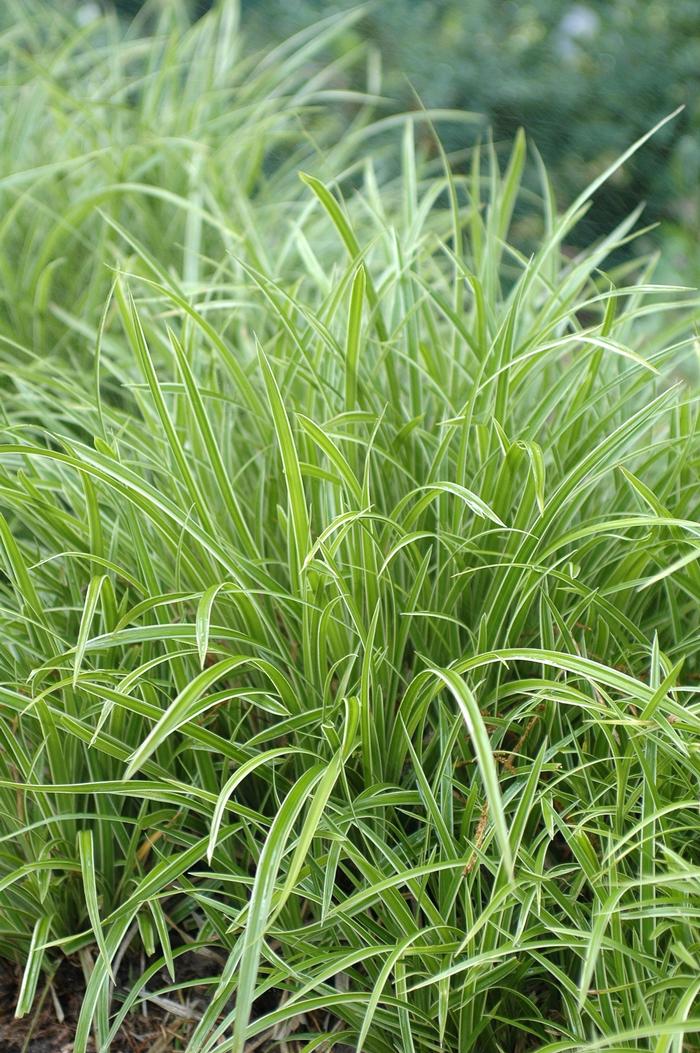 Carex morrowii 'Ice Dance' - Japanese Sedge