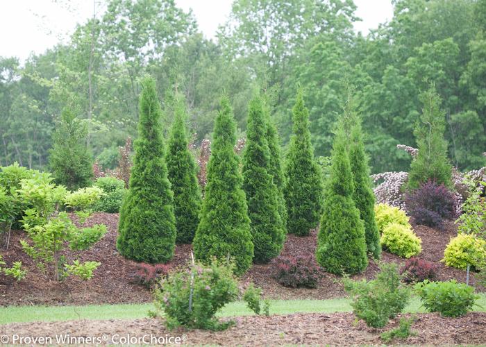 Thuja occidentalis 'North Pole®' ('Art Boe') - Arborvitae
