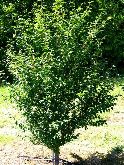 Styrax japonicus - Japanese Snowbell