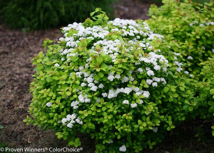 Spiraea betulifolia 'Glow Girl®' ('Tor Gold') - Birchleaf Spirea