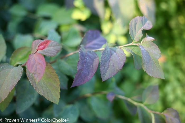 Spiraea media Double Play® 'Blue Kazoo®' ('SMSMBK') - Spirea
