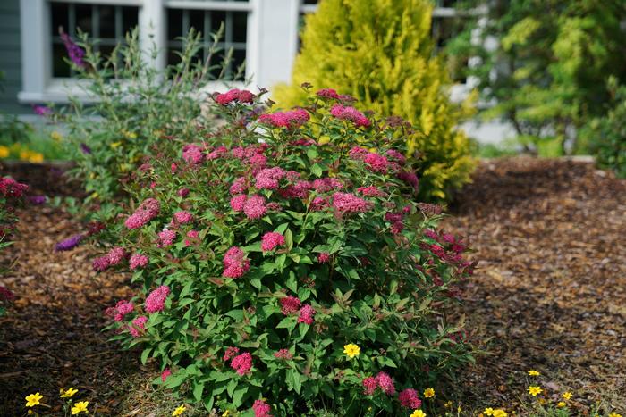 Spiraea Double Play 'Doozie®' ('NCSX2') - Spirea