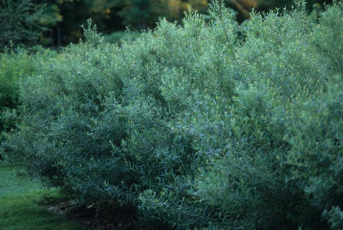 Salix purpurea 'Nana' - Dwarf Arctic Willow