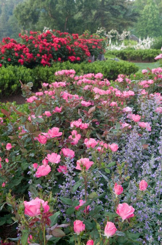 Rosa Knock Out® 'Pink' ('Radcon') - Shrub Rose