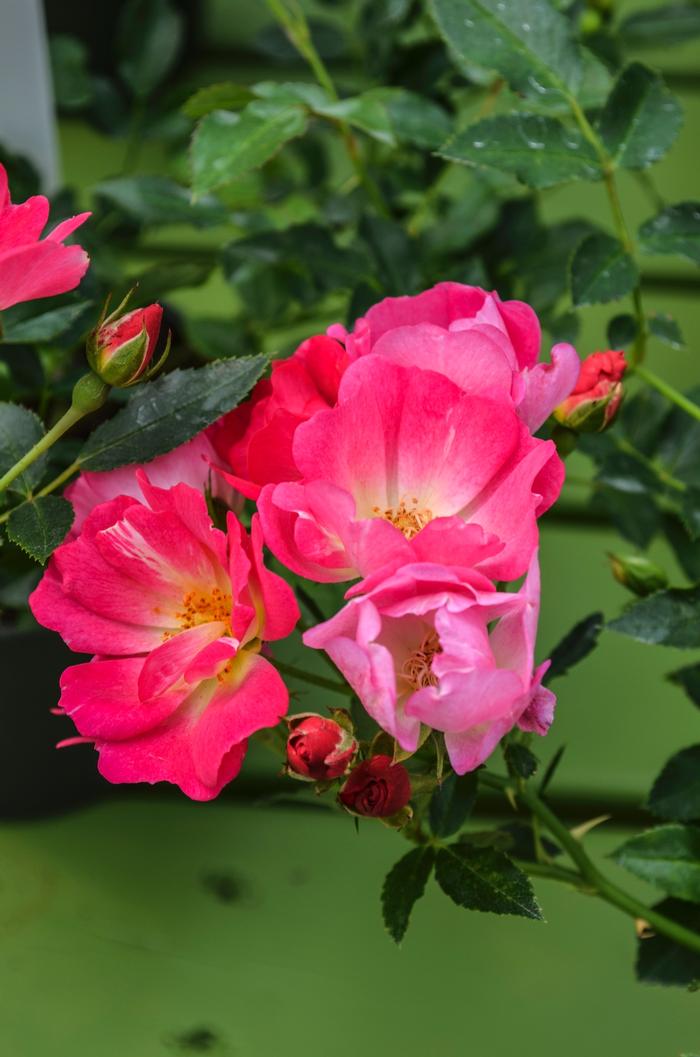 Rosa 'Pink Drift®' ('Meijocos') - Rose