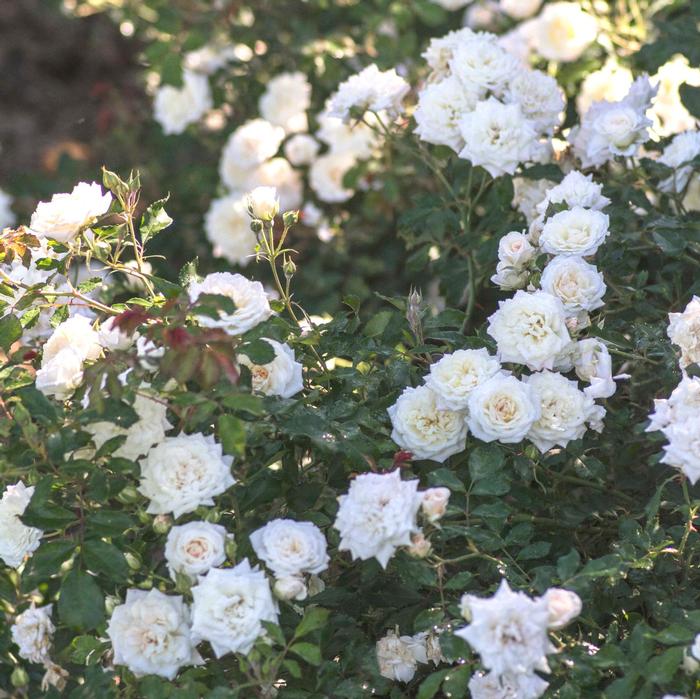 Rosa 'White Drift®' ('Meizorland') - Rose