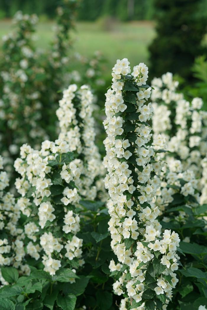 Philadelphus coronarius 'Illuminati Tower®' ('SMNPVG') - Mock Orange