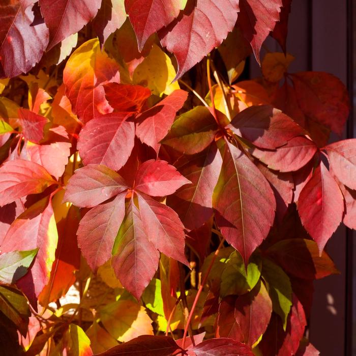 Parthenocissus quinquefolia 'Red Wall®' ('Troki') - Virginia Creeper