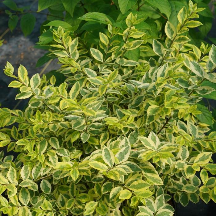 Ligustrum ovalifolium 'Good Vibrations®' ('NCLO1') - Privet