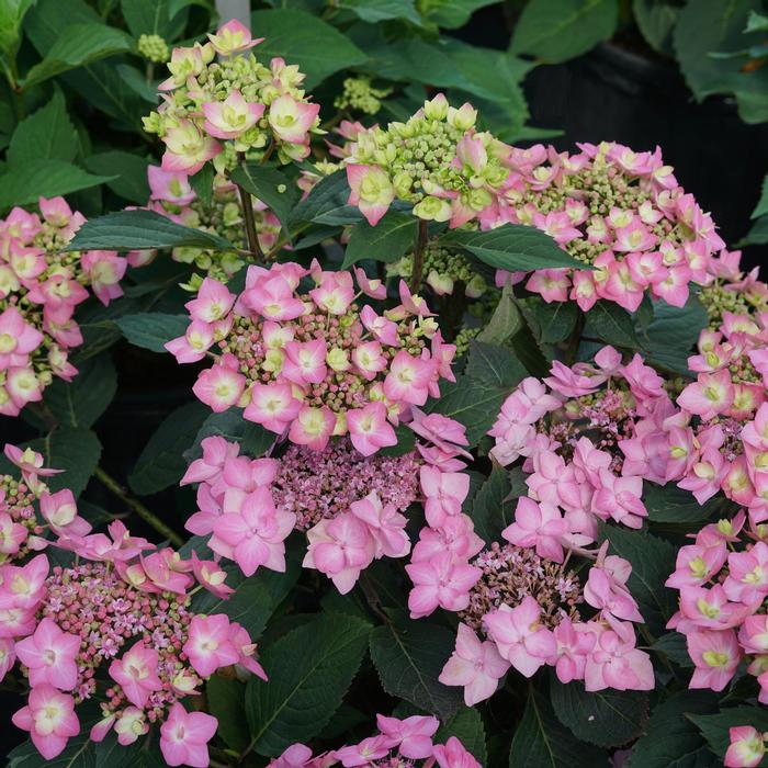 Hydrangea macrophylla x serrata Let's Dance® 'Can Do!' ('SMNHSI') - Reblooming Hydrangea or Bigleaf Hydrangea