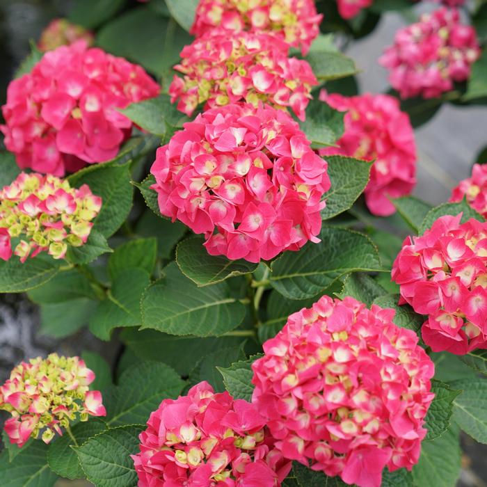 Hydrangea macrophylla 'Wee Bit Giddy®' ('SMNHML') - Bigleaf Hydrangea