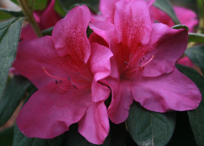 Rhododendron Bloom-A-Thon® 'Lavender' ('RLH1-4P19') - Reblooming Azalea