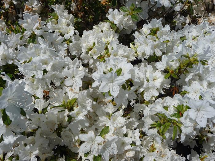 Rhododendron Glenn Dale hybrid 'Delaware Valley White' - Azalea