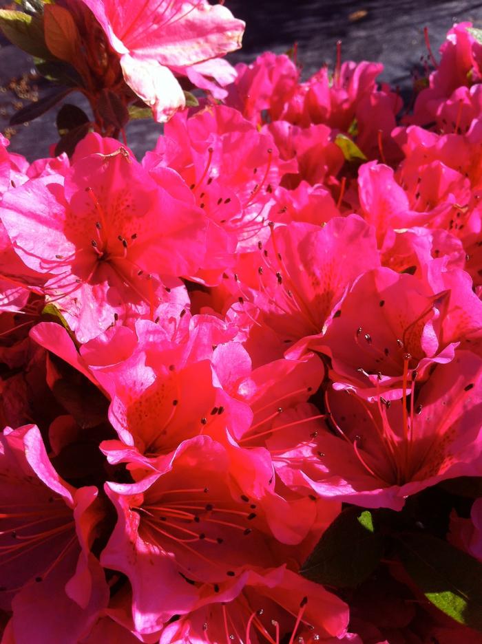 Rhododendron Girard hybrid 'Girard's Renee Michelle' - Azalea