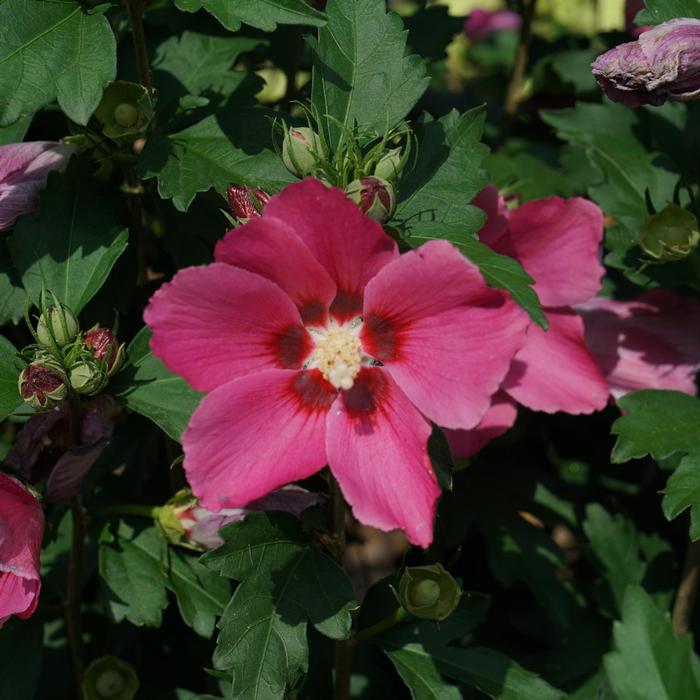 Hibiscus syriacus Paraplu Rouge™ ('Minsyrou17') - Rose of Sharon