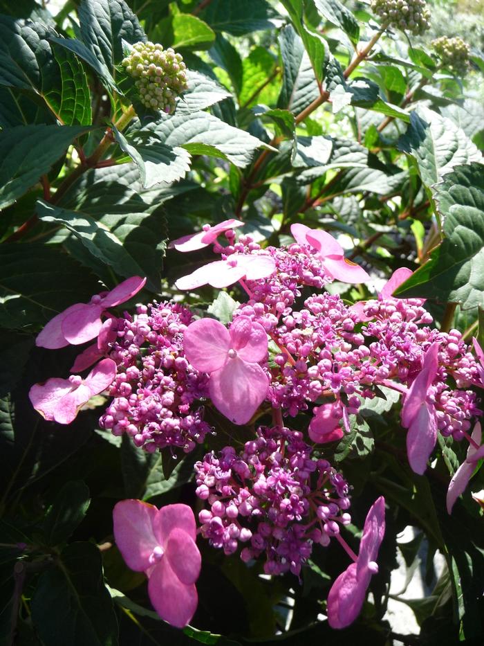 Hydrangea macrophylla 'Twist-n-Shout®' ('PIIHM-I') - Bigleaf Hydrangea
