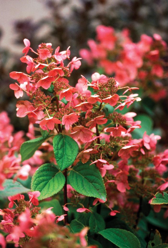 Hydrangea paniculata 'Quick Fire®' ('Bulk') - Panicle Hydrangea