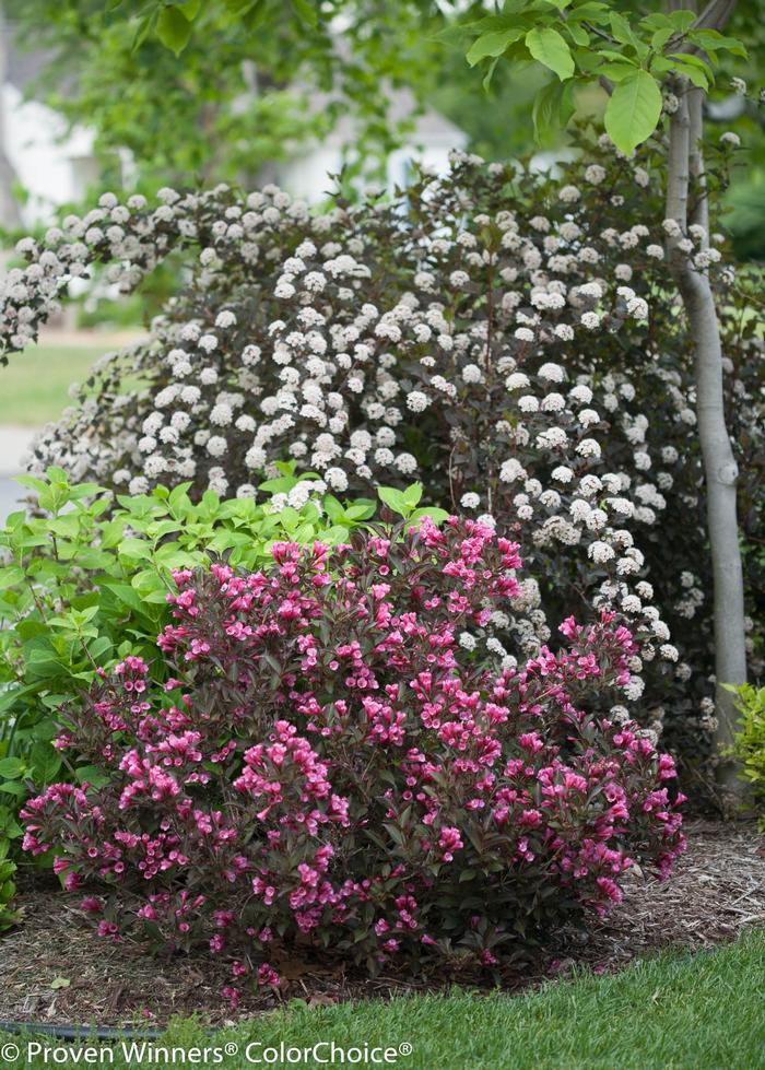 Physocarpus opulifolius Summer Wine® ('Seward') - Ninebark
