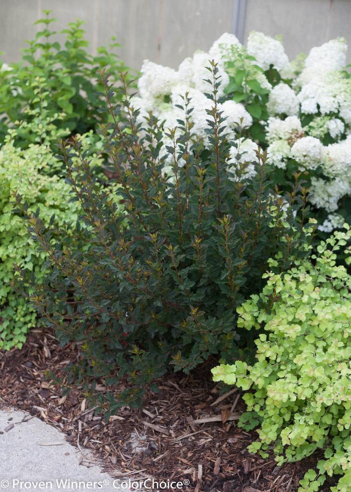 Physocarpus opulifolius Tiny Wine® ('SMNPOTW') - Ninebark