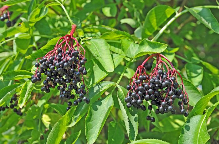Sambucus canadensis - American Elder
