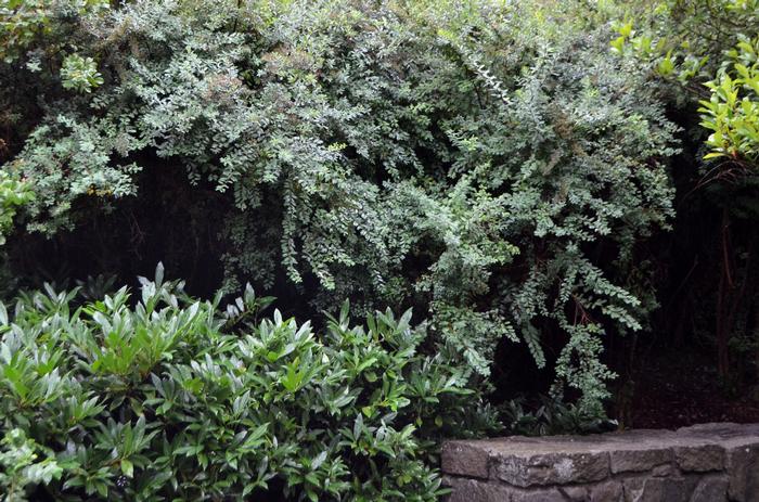 Spiraea nipponica 'Snowmound' - Spirea