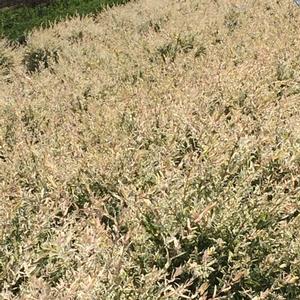 Salix Hakuro Nishiki - Dappled Willow