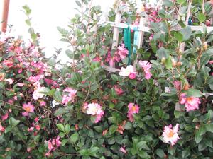 Camellia s. Long Island Pink from David’s Nursery