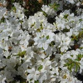 Azalea Delaware Valley White 