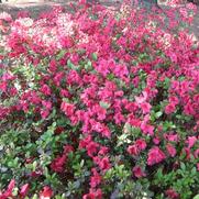 Azalea Johanna Azalea Johanna