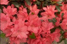 Azaleas Blaauw's Pink Azaleas Blaauw's Pink