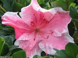 Azalea Conversation Piece Azalea Conversation Piece