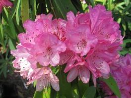 Azalea Sir Robert Azalea Sir Robert