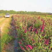 Buddleia Black Knight 