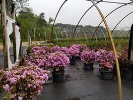 Azalea Elsie Lee Azalea Elsie Lee