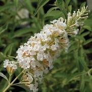 Buddleia White Profusion 