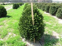 Buxus x Green Mountain 