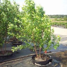 Betula Dura Heat Betula Dura Heat