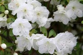 Azalea Gumpo White Azalea Gumpo White