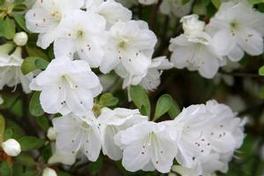 Azalea Gumpo White 