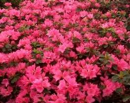 Azalea Tradition Azalea Tradition