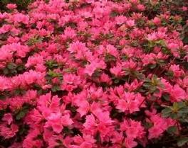 Azalea Tradition 