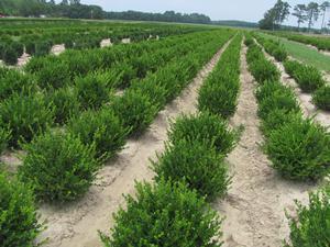 Buxus micro. v . japonica Winter Gem 