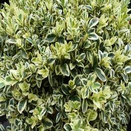 Buxus sempervirens Elegantissima Buxus sempervirens Elegantissima