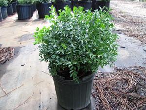 Buxus sinica v. insularis Tide Hill 