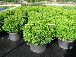 Buxus sinica v. insularis Wintergreen 