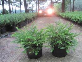Cepholotaxus Prostrata Cepholotaxus Prostrata