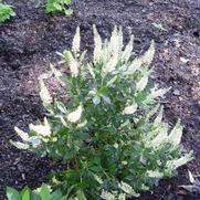 Clethra a. Hummingbird 