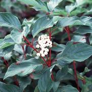 Cornus stolonifera Baileyi Cornus stolonifera Baileyi